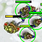 Battle Stance - Human Campaign flash game