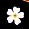 Myosotis Chapter 1 flash game