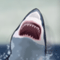 New York Shark flash game