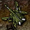 Siege Tank Defence flash game